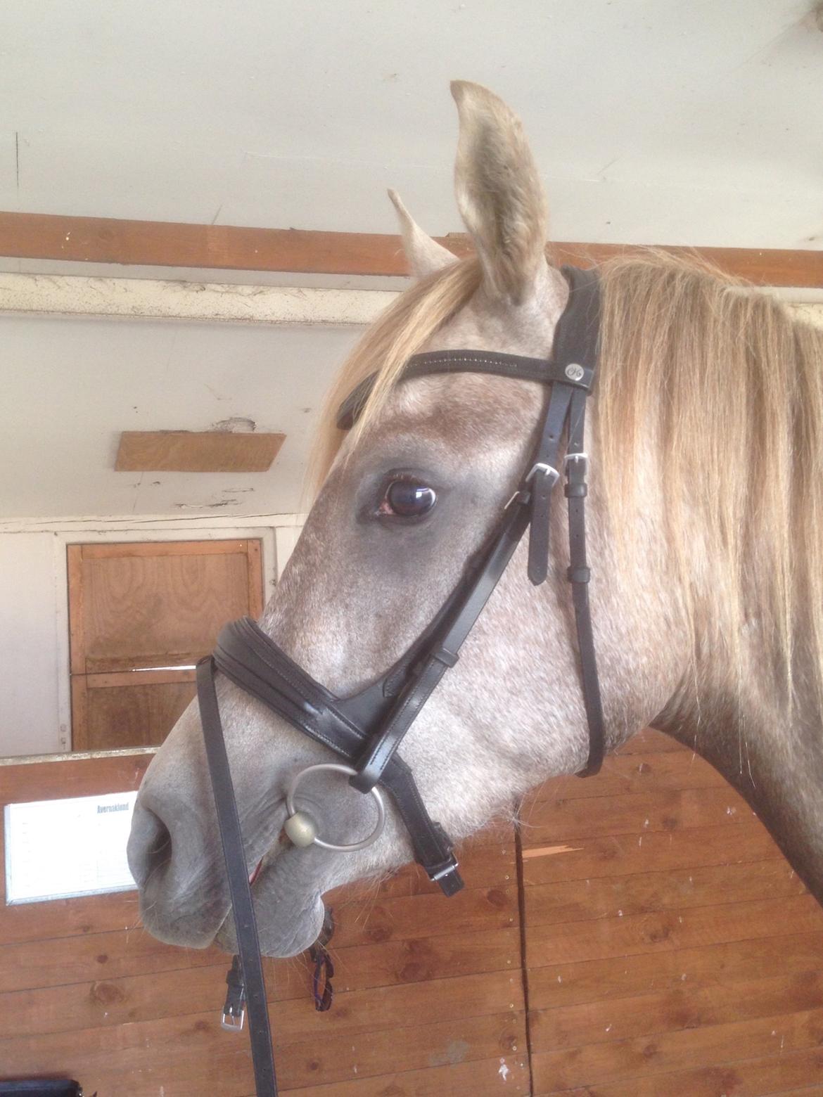 Arabisk fuldblod (OX) Rafiq billede 3