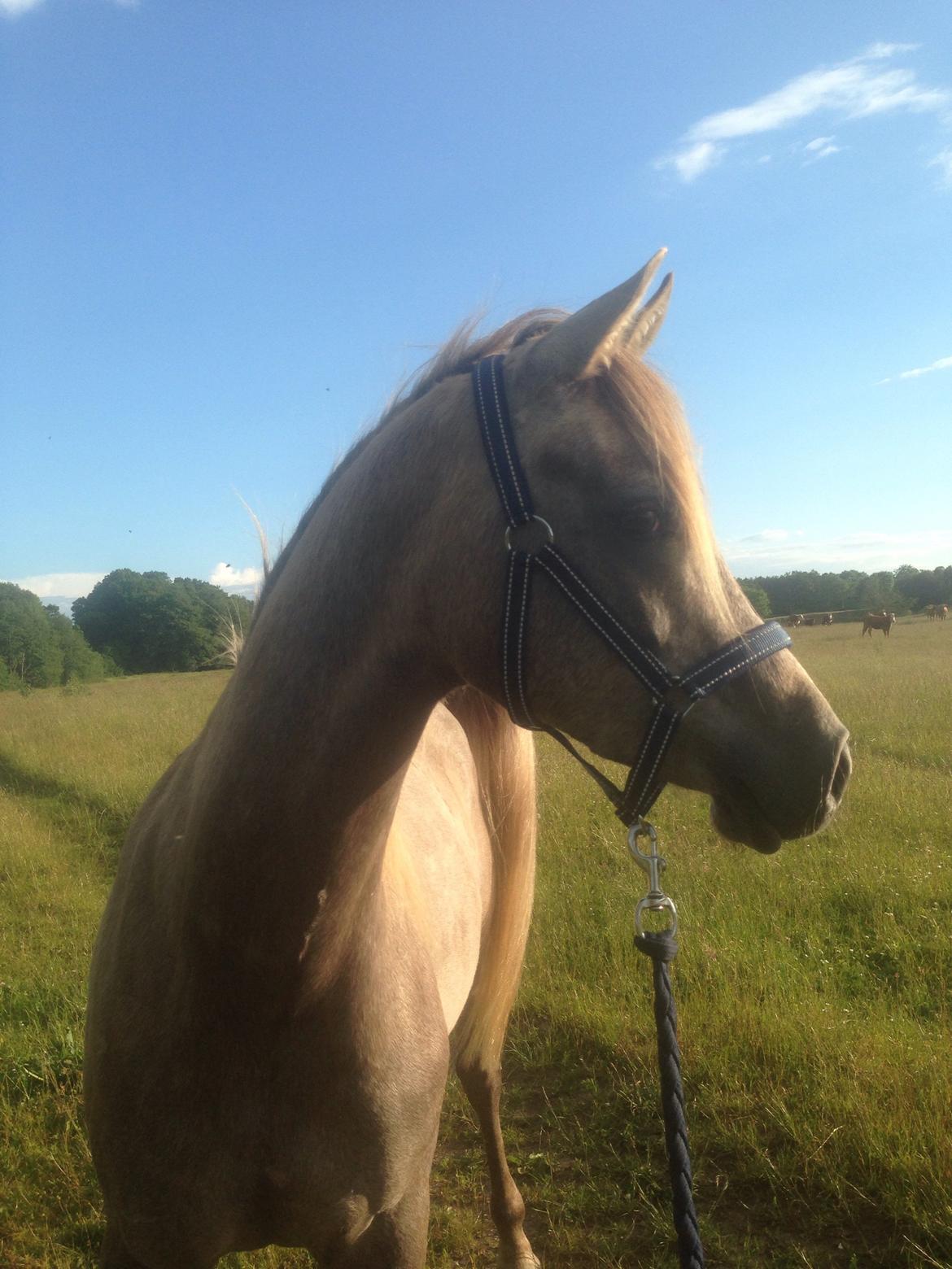 Arabisk fuldblod (OX) Rafiq billede 8