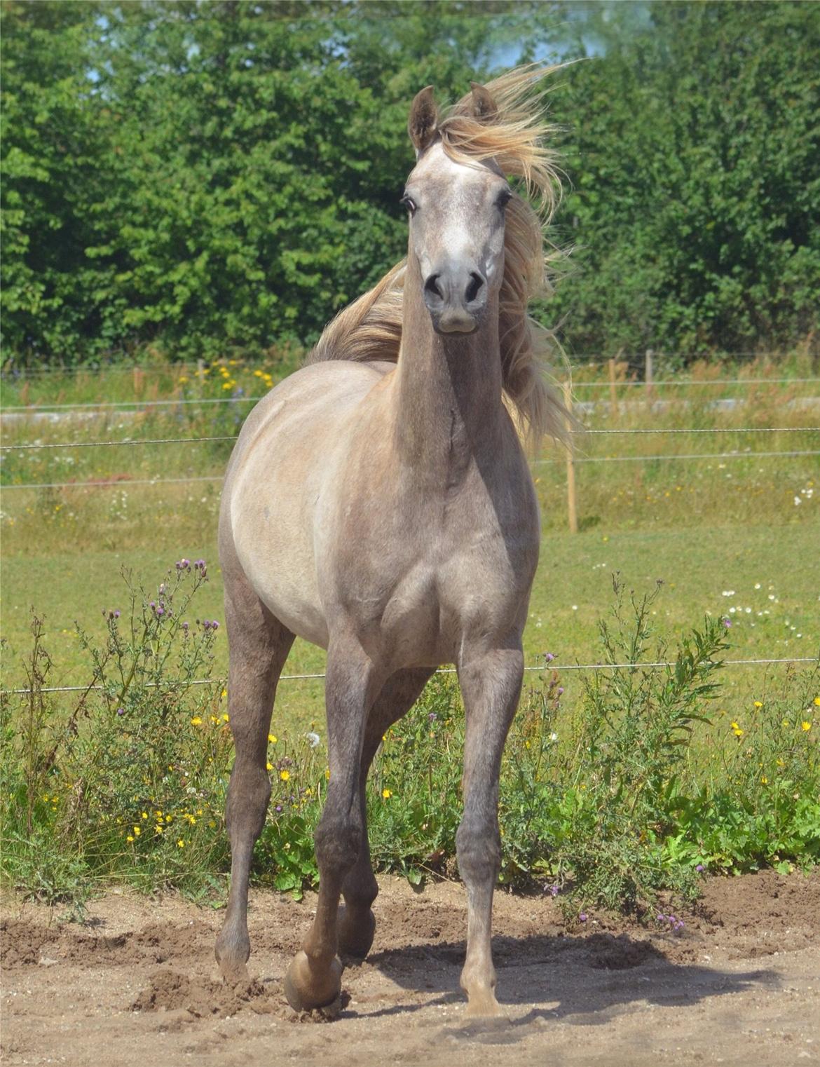 Arabisk fuldblod (OX) Rafiq billede 13