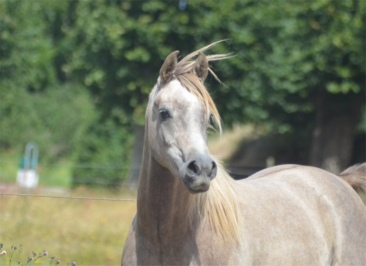 Arabisk fuldblod (OX) Rafiq billede 11