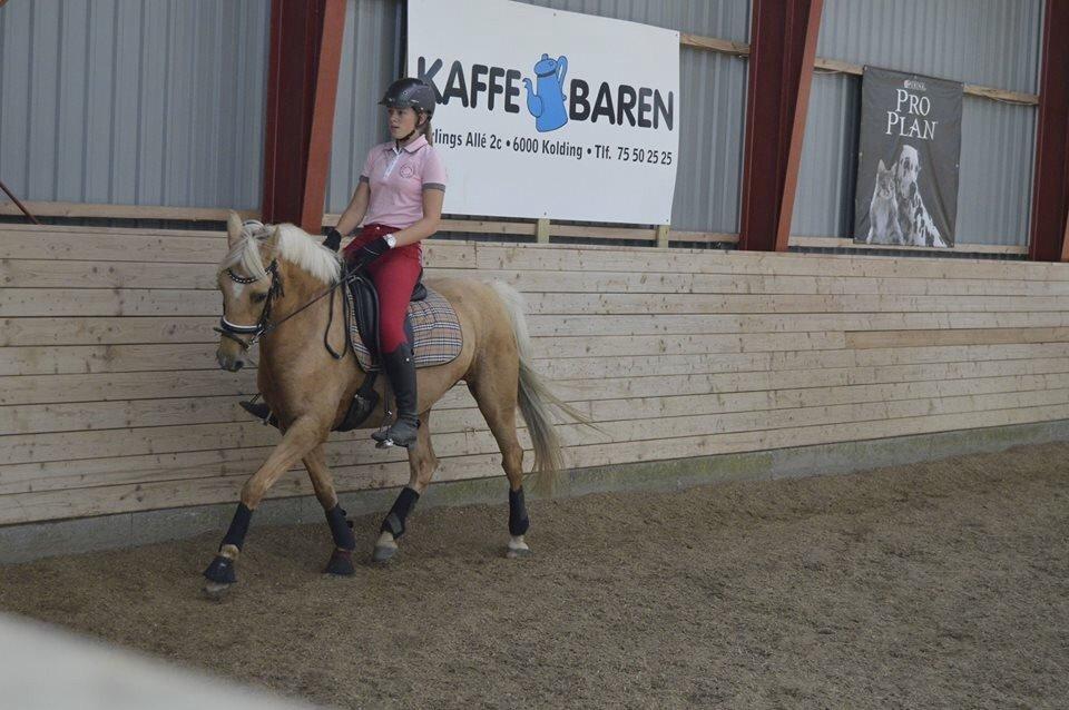 Palomino Siverholm's Linox billede 7