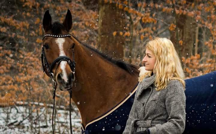 Arabisk fuldblod (OX) Masanka ox (Himmelhest) billede 1