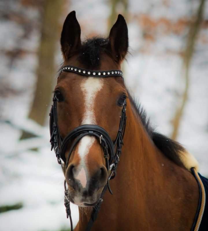 Arabisk fuldblod (OX) Masanka ox (Himmelhest) billede 2