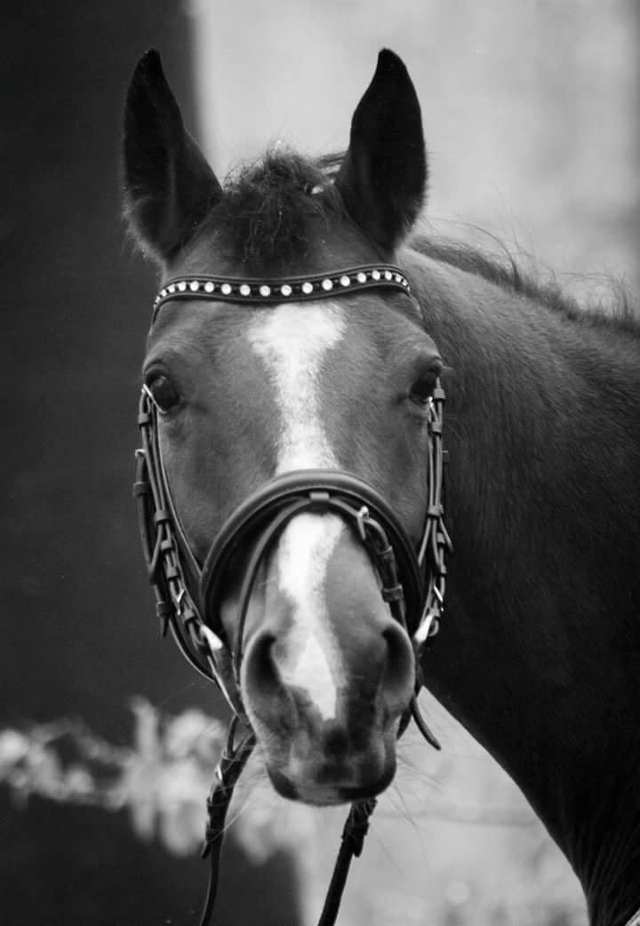 Arabisk fuldblod (OX) Masanka ox (Himmelhest) billede 3