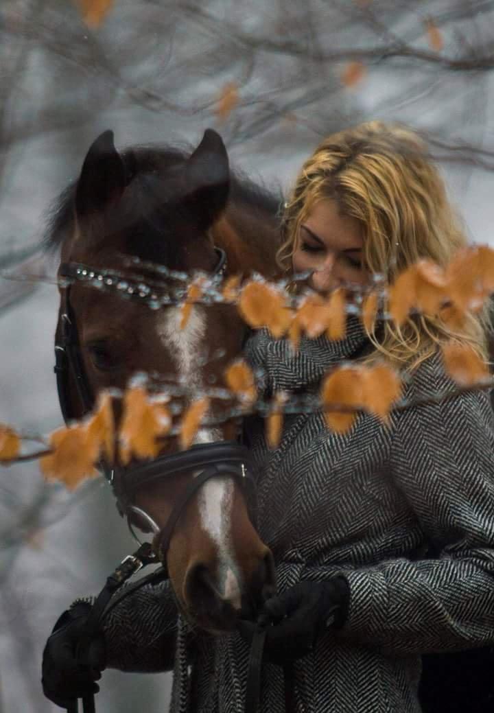 Arabisk fuldblod (OX) Masanka ox (Himmelhest) billede 4