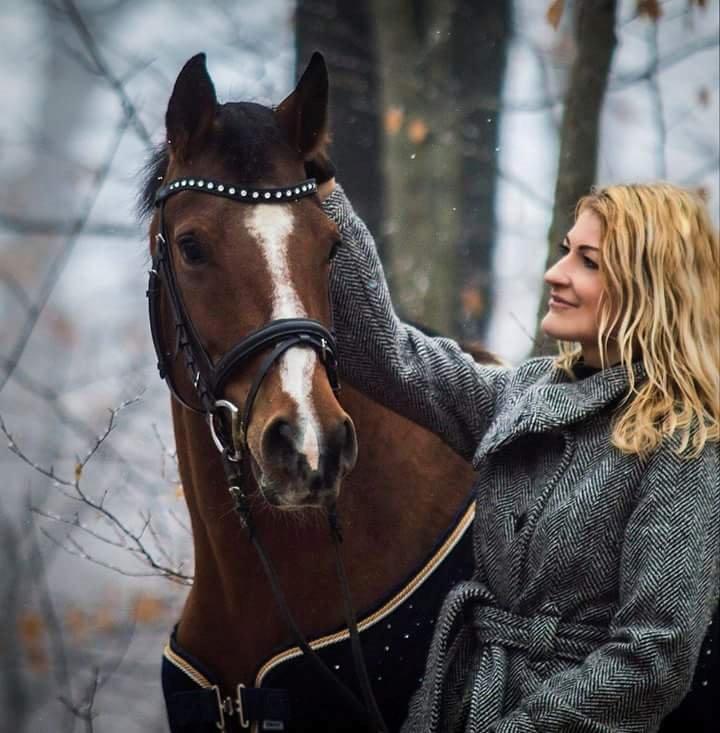 Arabisk fuldblod (OX) Masanka ox (Himmelhest) billede 5