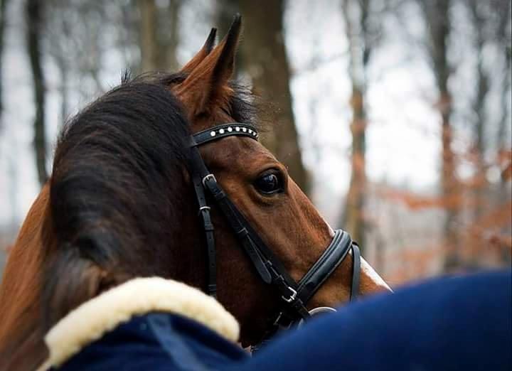 Arabisk fuldblod (OX) Masanka ox (Himmelhest) billede 6