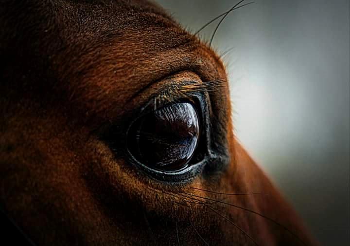 Arabisk fuldblod (OX) Masanka ox (Himmelhest) billede 7