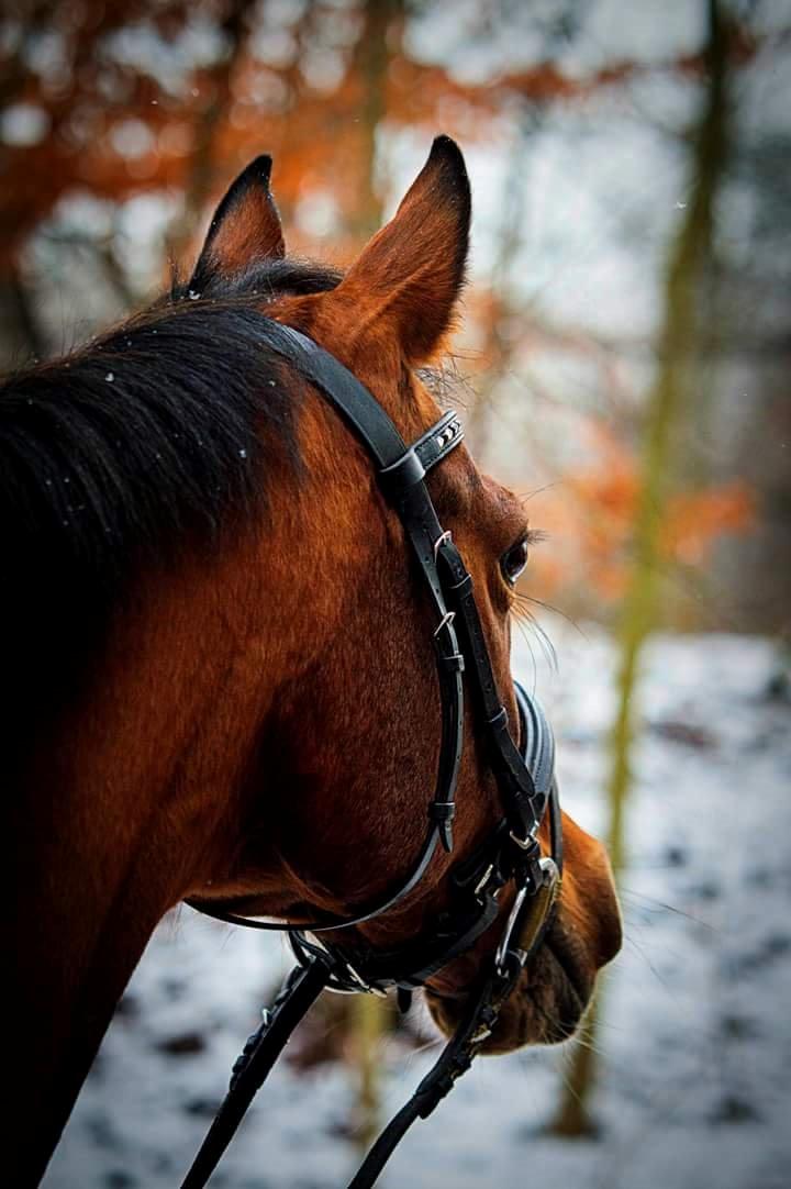 Arabisk fuldblod (OX) Masanka ox (Himmelhest) billede 8