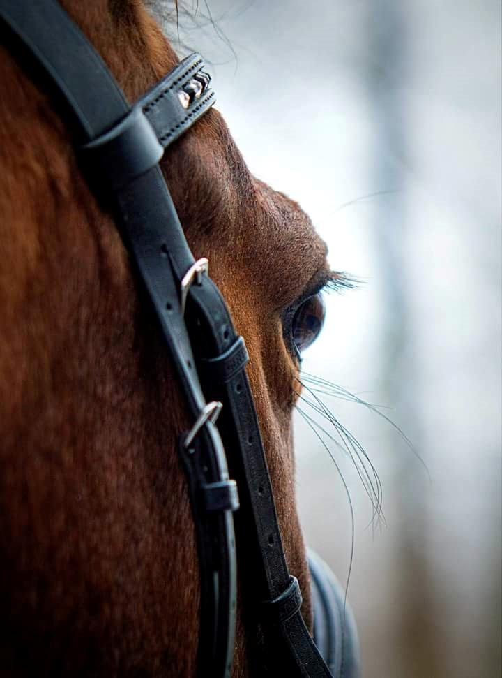 Arabisk fuldblod (OX) Masanka ox (Himmelhest) billede 9