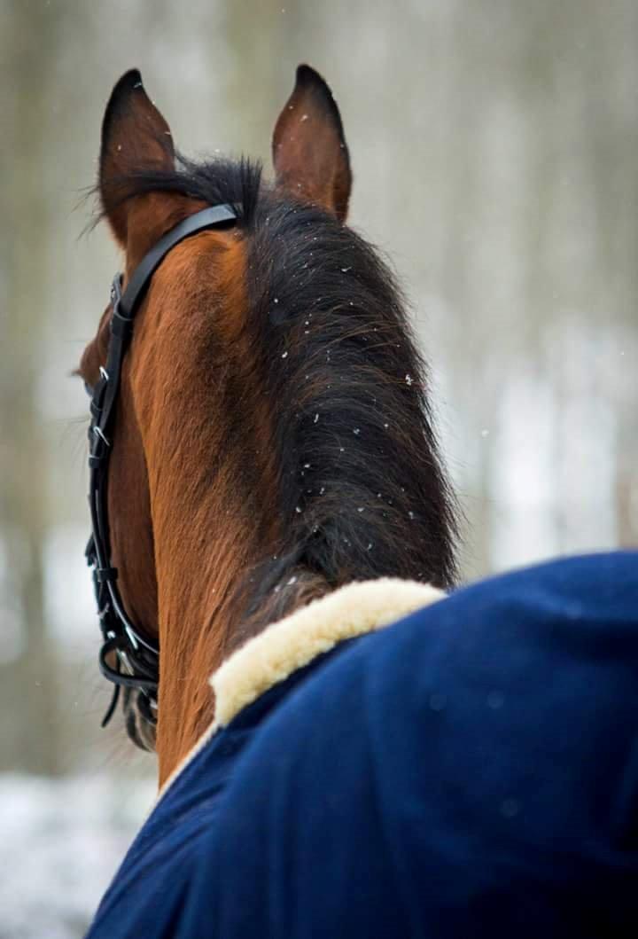 Arabisk fuldblod (OX) Masanka ox (Himmelhest) billede 10