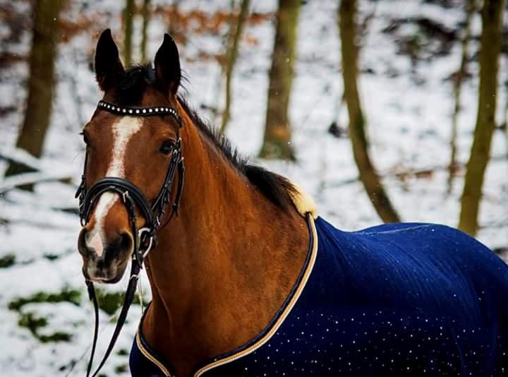 Arabisk fuldblod (OX) Masanka ox (Himmelhest) billede 11