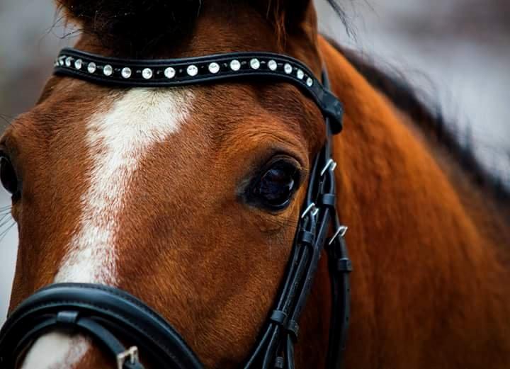 Arabisk fuldblod (OX) Masanka ox (Himmelhest) billede 12