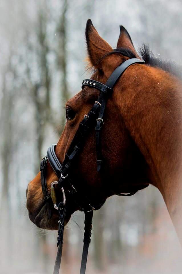 Arabisk fuldblod (OX) Masanka ox (Himmelhest) billede 13