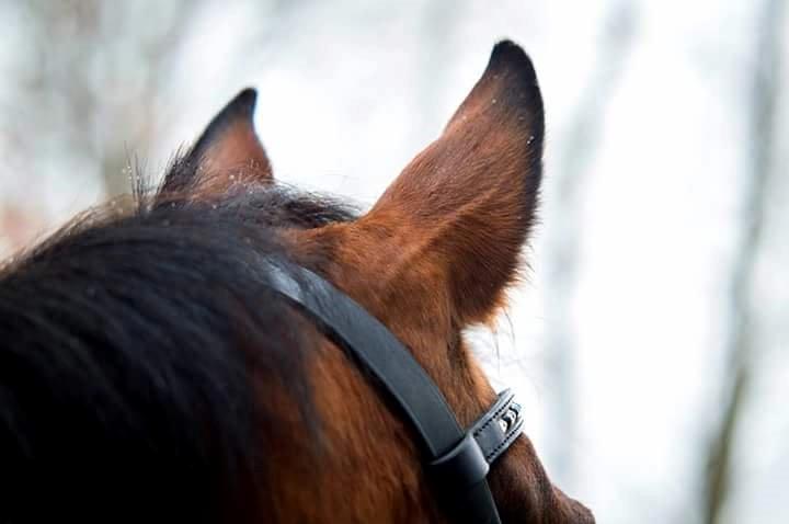 Arabisk fuldblod (OX) Masanka ox (Himmelhest) billede 14