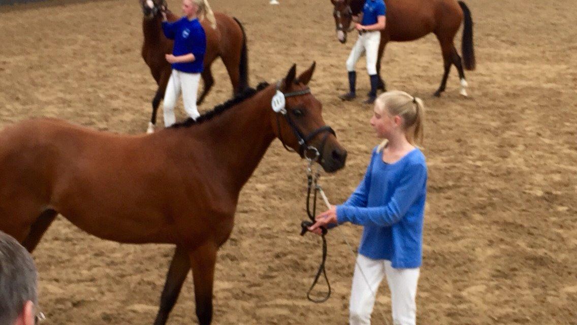 Welsh Partbred (Sec F) Petrasmindes Cirkeline billede 2