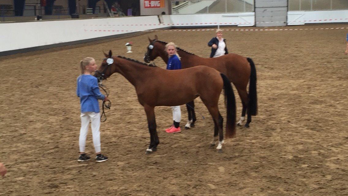 Welsh Partbred (Sec F) Petrasmindes Cirkeline billede 3