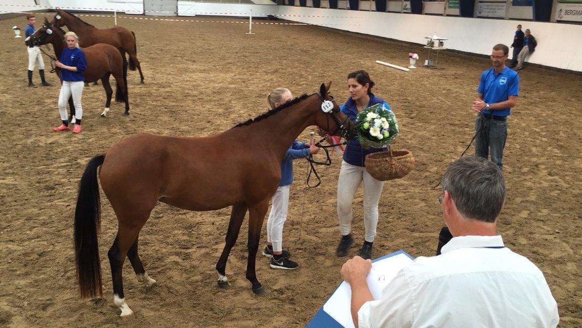 Welsh Partbred (Sec F) Petrasmindes Cirkeline billede 5