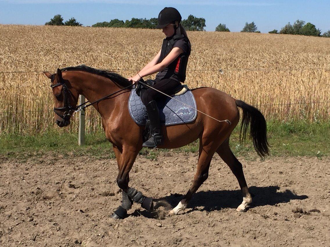 Welsh Partbred (Sec F) Petrasmindes Cirkeline billede 6