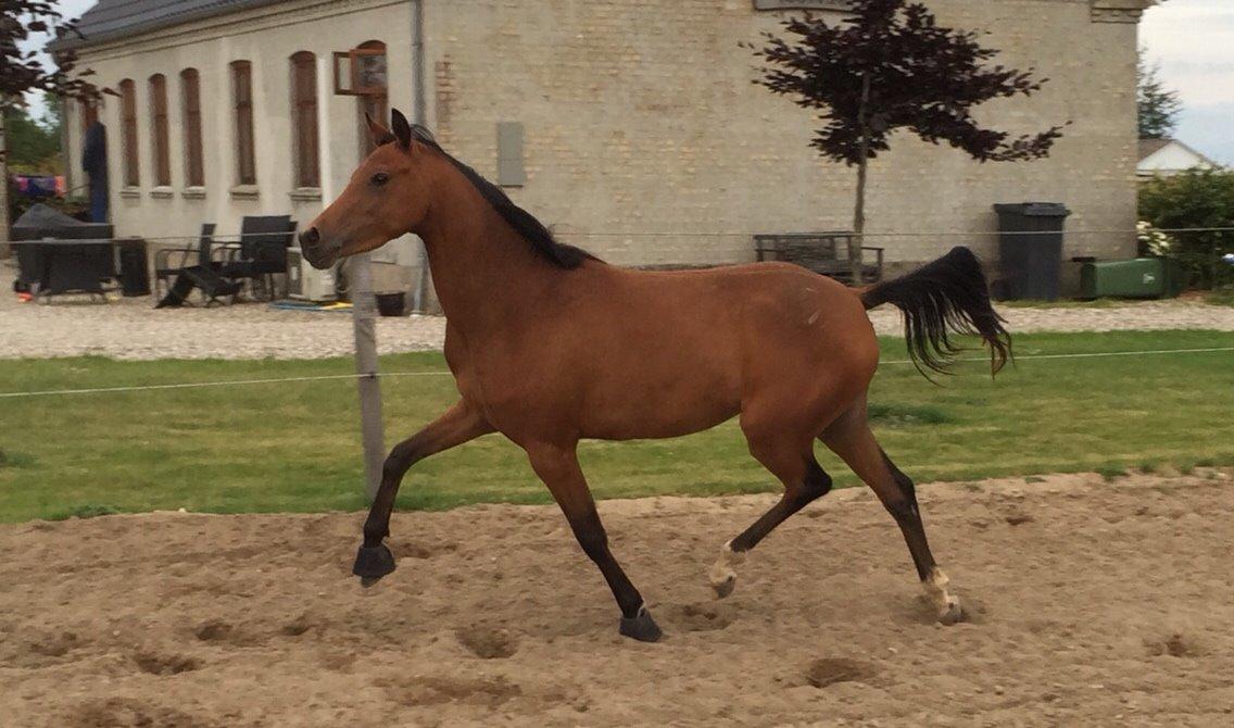Welsh Partbred (Sec F) Petrasmindes Cirkeline billede 8