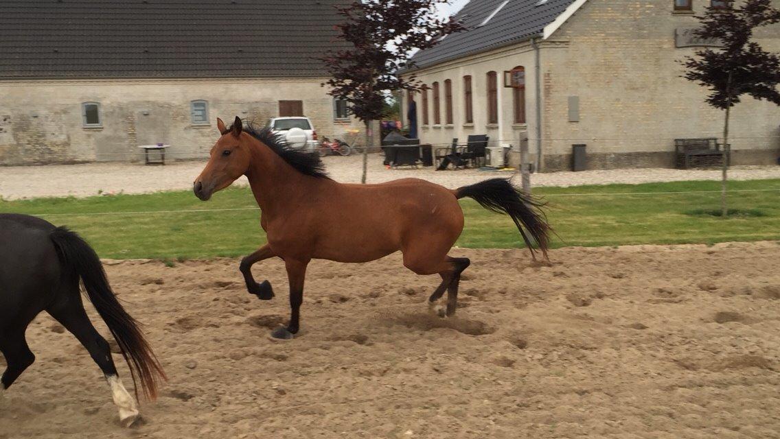 Welsh Partbred (Sec F) Petrasmindes Cirkeline billede 9