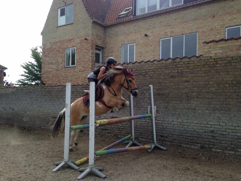 Anden særlig race Nice Suprice (Connie)  - En lille meter <3 billede 11