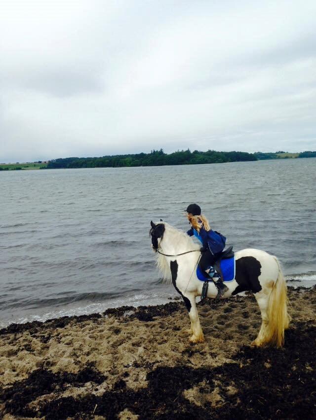 Tinker Sir Archibald af Østerbygaard - Uge 31, ved ridecare ridelejren, 2015 billede 8