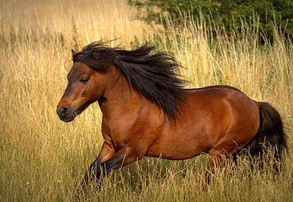 Shetlænder Sir Gosh billede 19