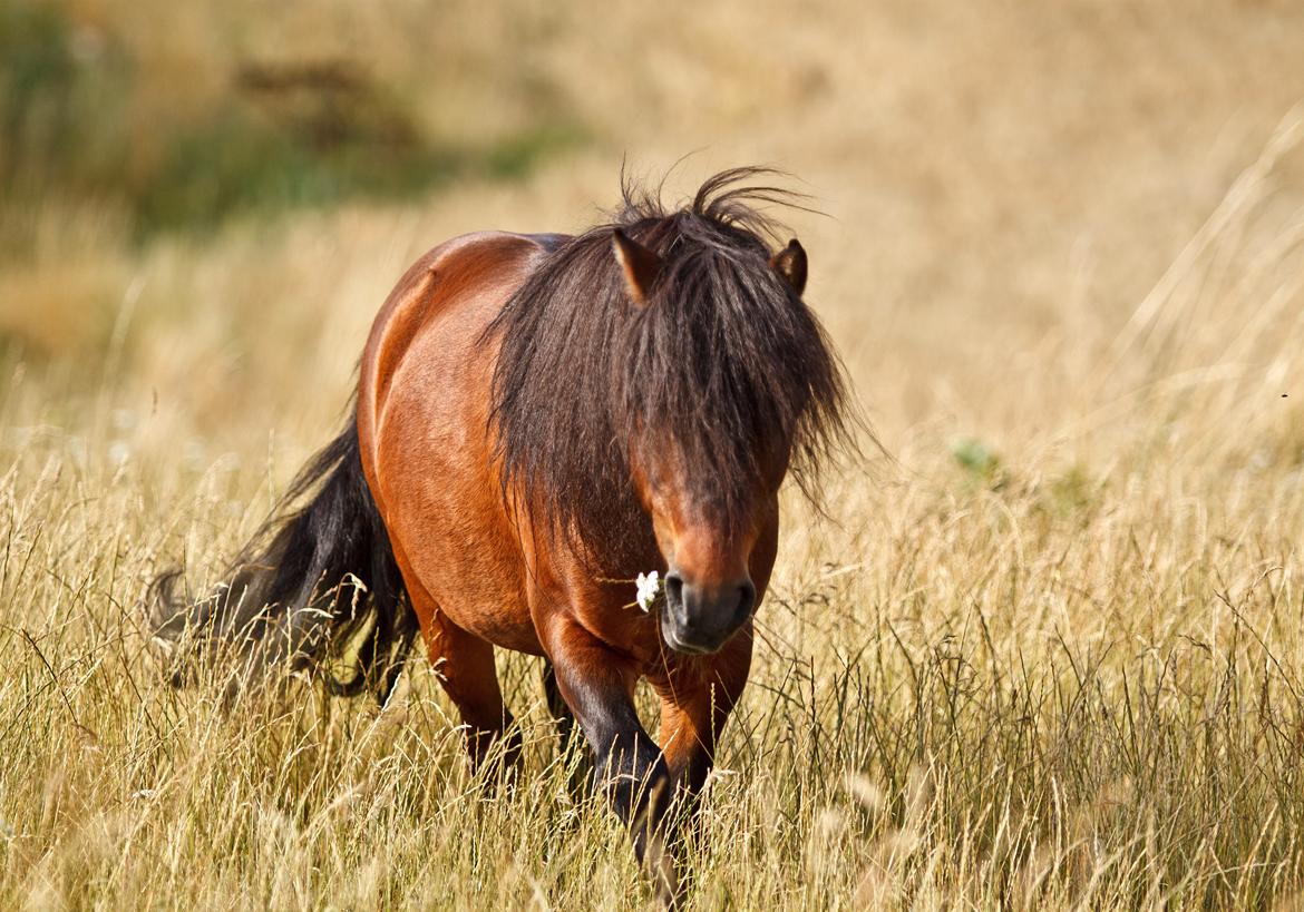 Shetlænder Sir Gosh billede 20