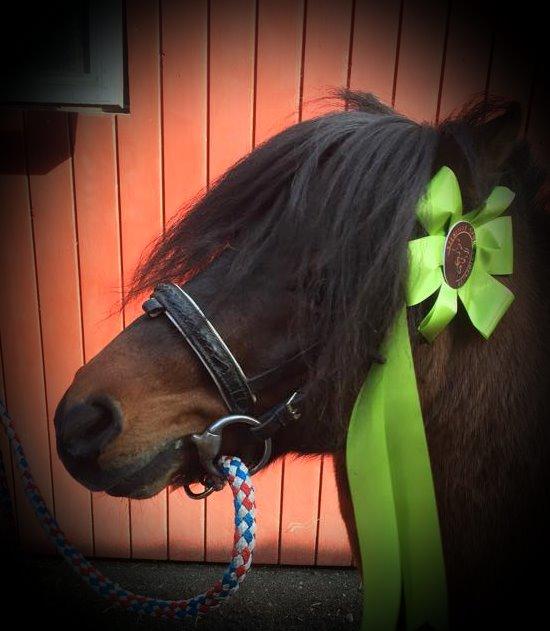 Shetlænder Sir Gosh billede 21