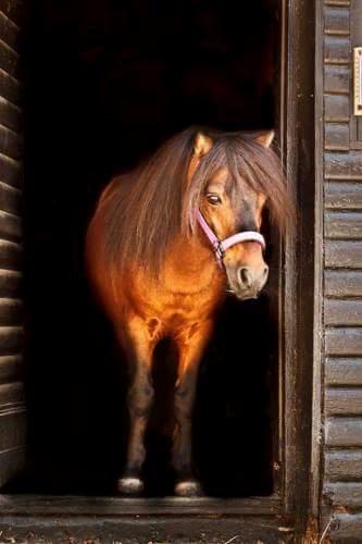 Shetlænder Sir Gosh billede 22