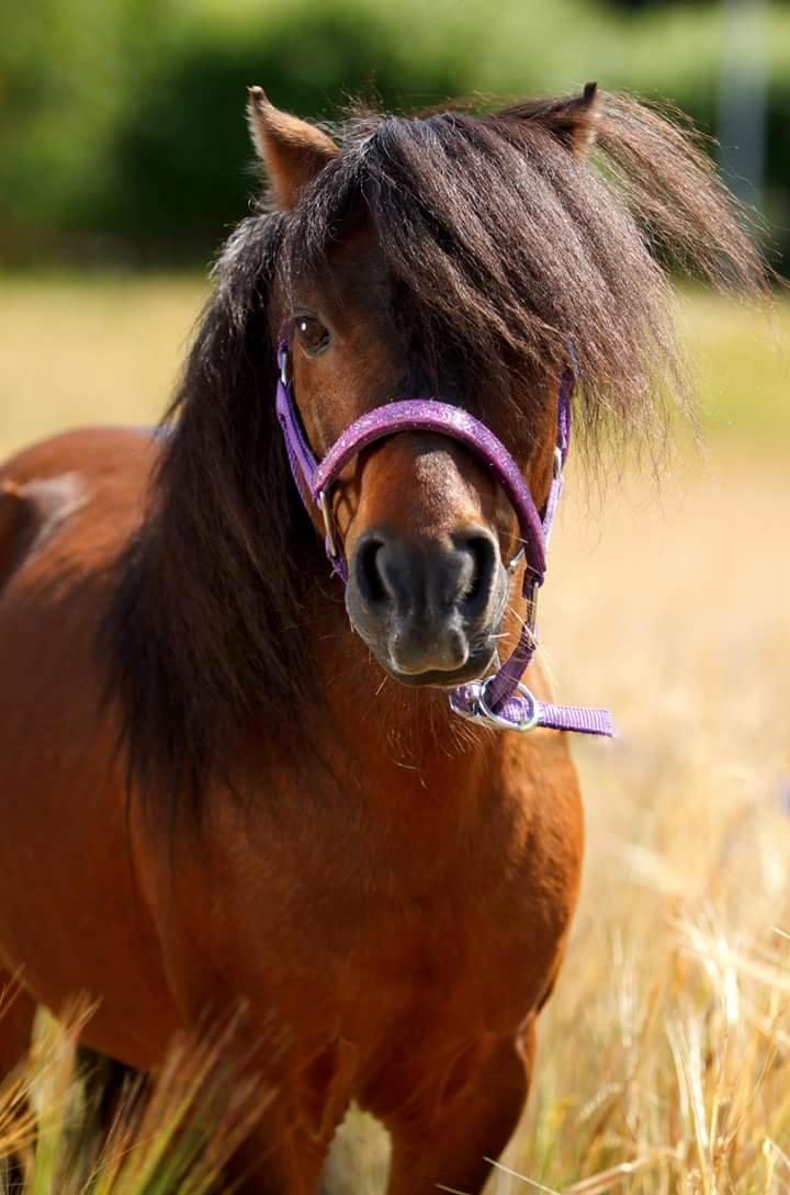 Shetlænder Sir Gosh billede 23