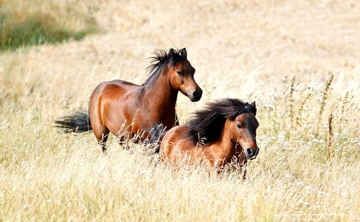 Shetlænder Sir Gosh billede 24