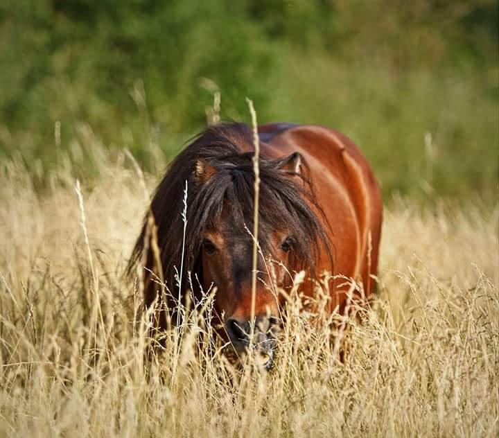 Shetlænder Sir Gosh billede 25