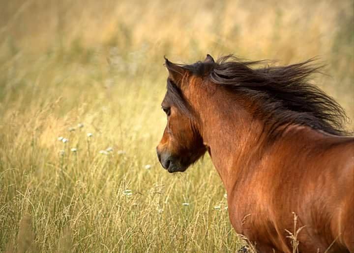 Shetlænder Sir Gosh billede 26