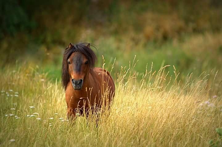 Shetlænder Sir Gosh billede 27