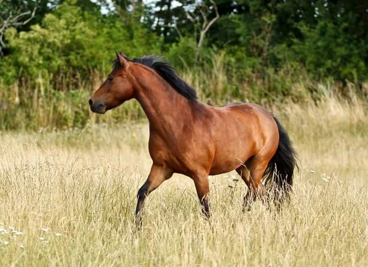 Dartmoor Hr. Karlsson billede 19