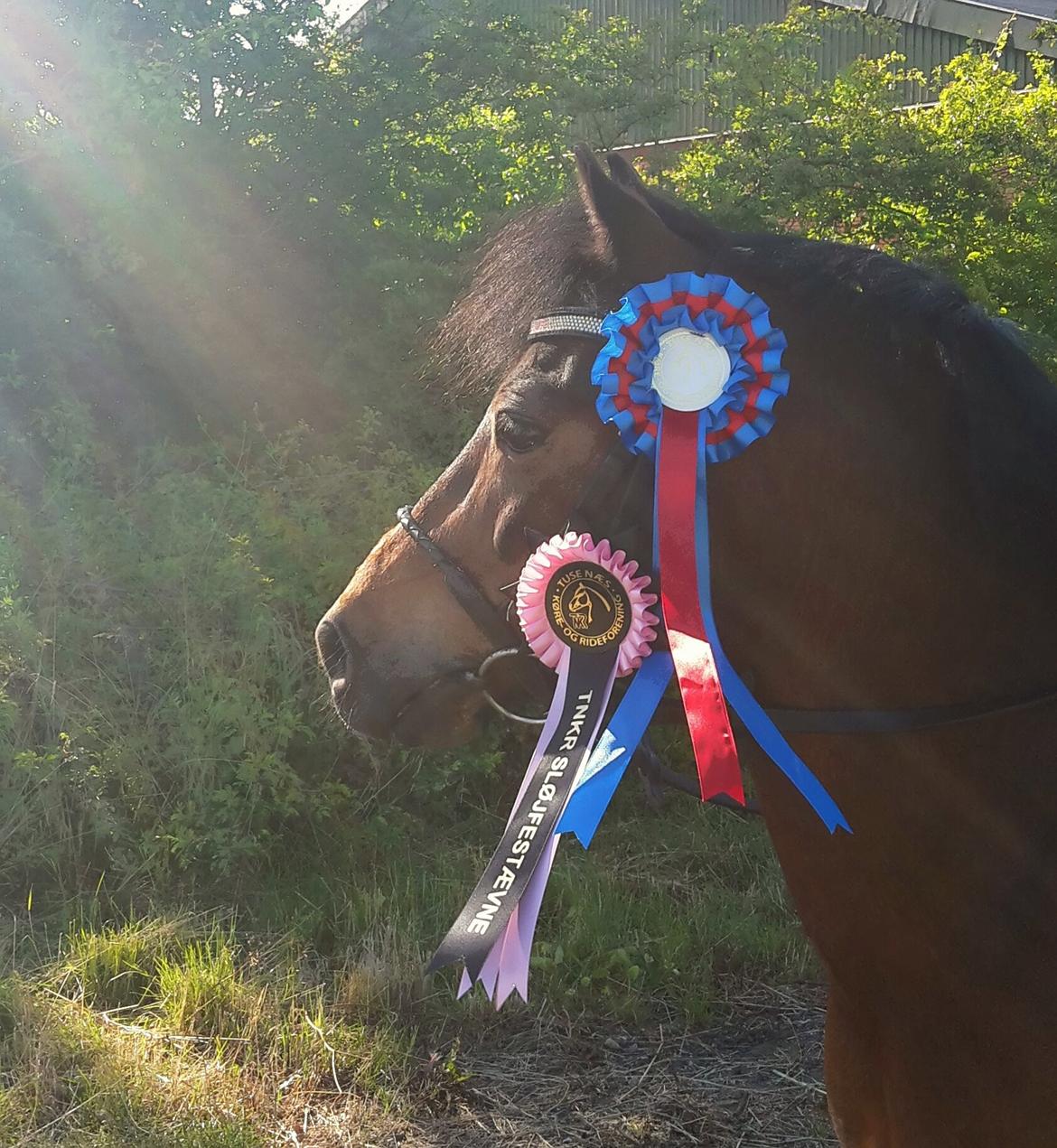 Dartmoor Hr. Karlsson billede 21