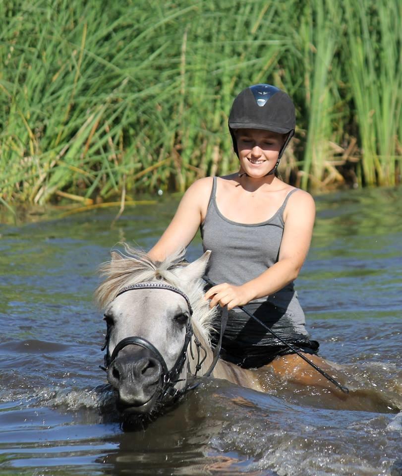 Fjordhest HESSELBERGS HELIOS - hestesøen foto: Mathilde H billede 11