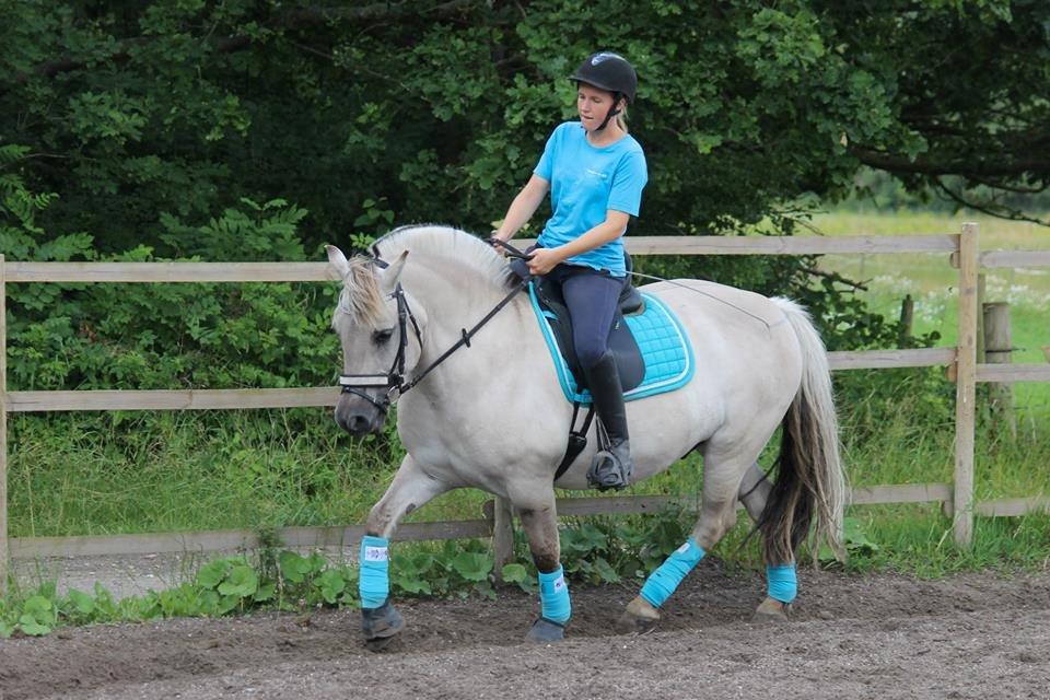 Fjordhest HESSELBERGS HELIOS - dressur træning foto: Mathilde H billede 15