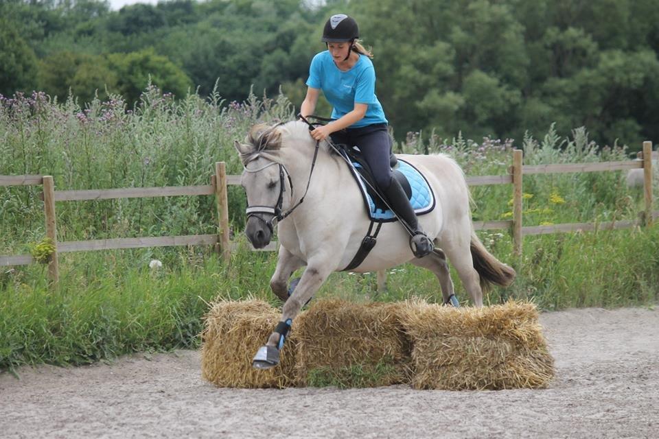 Fjordhest HESSELBERGS HELIOS - halmballe spring foto: Mathilde H billede 20