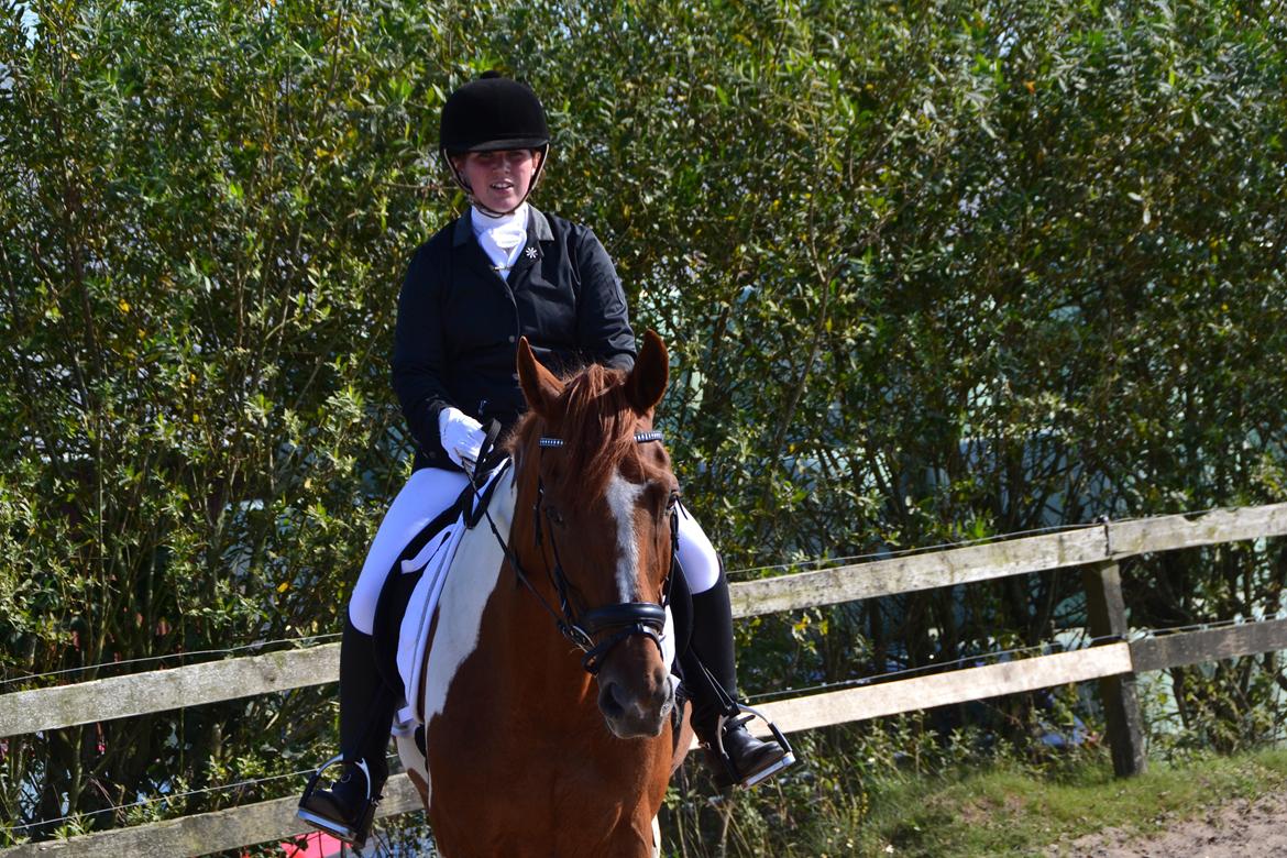 Pinto Hedens maki [HIMELHEST] billede 9