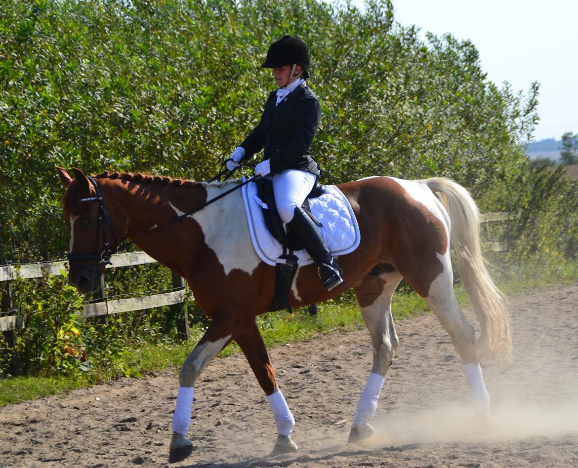 Pinto Hedens maki [HIMELHEST] billede 5