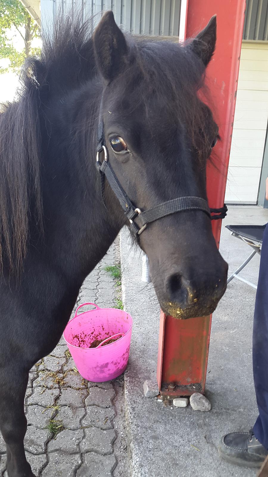 Miniature RS' Eclipse (solgt) billede 1