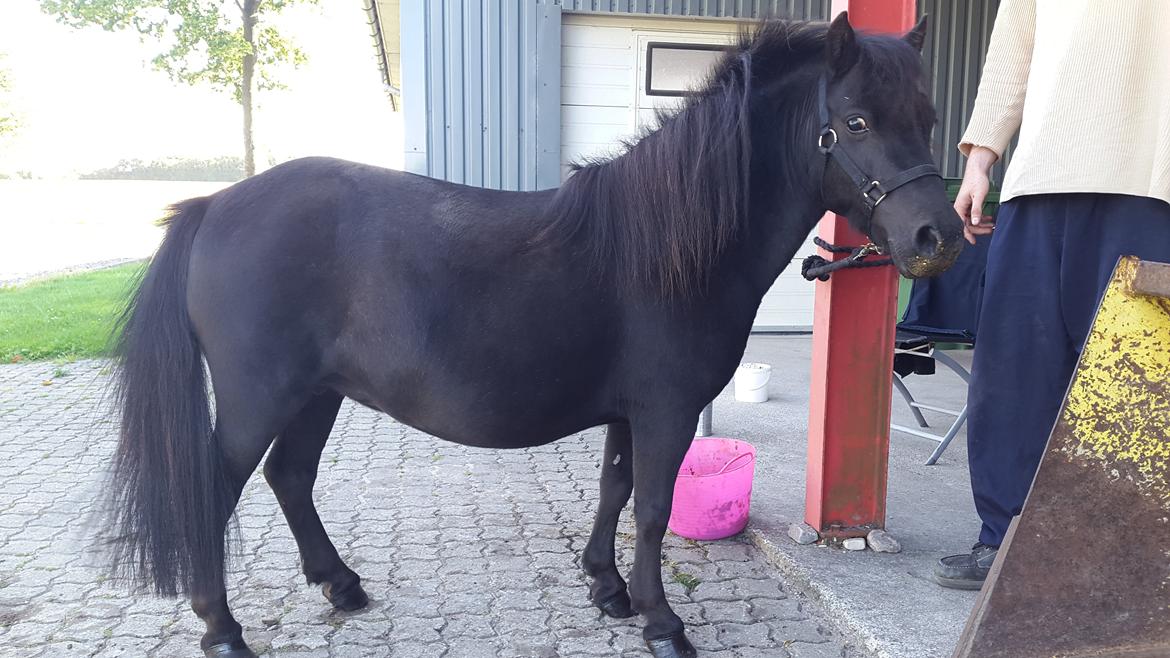 Miniature RS' Eclipse (solgt) billede 2