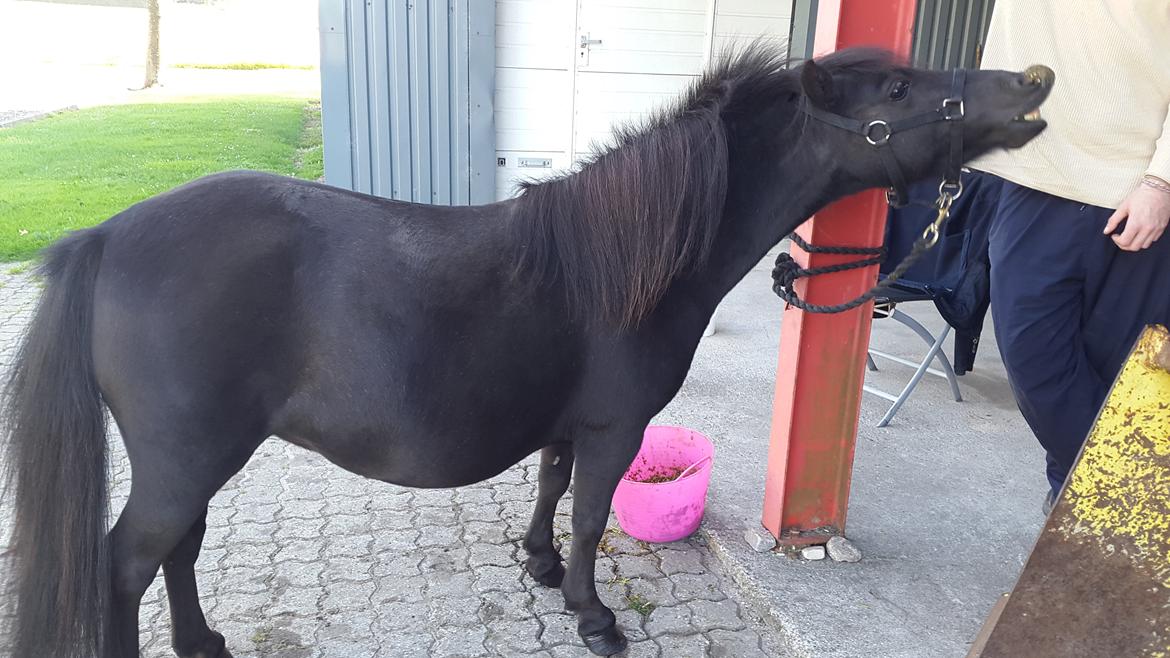 Miniature RS' Eclipse (solgt) billede 4