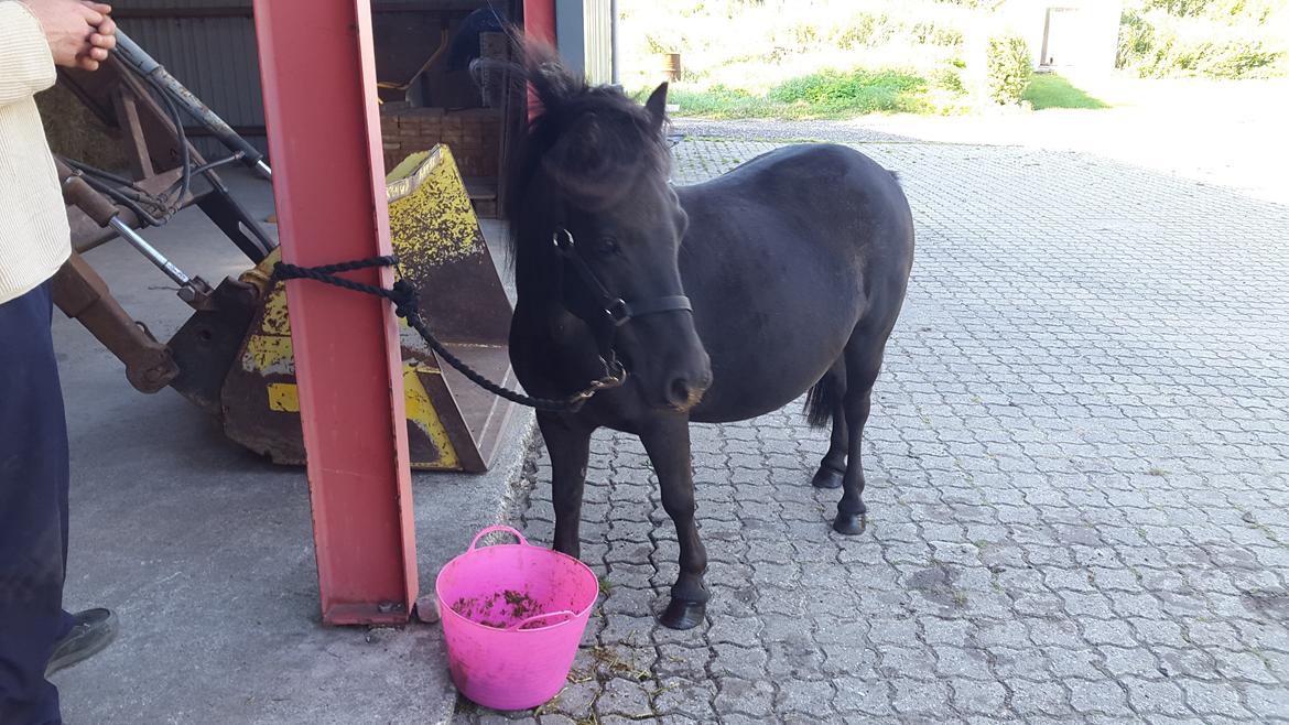 Miniature RS' Eclipse (solgt) billede 5