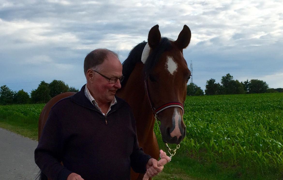 Arabisk fuldblod (OX) RAINMANN OX  billede 3