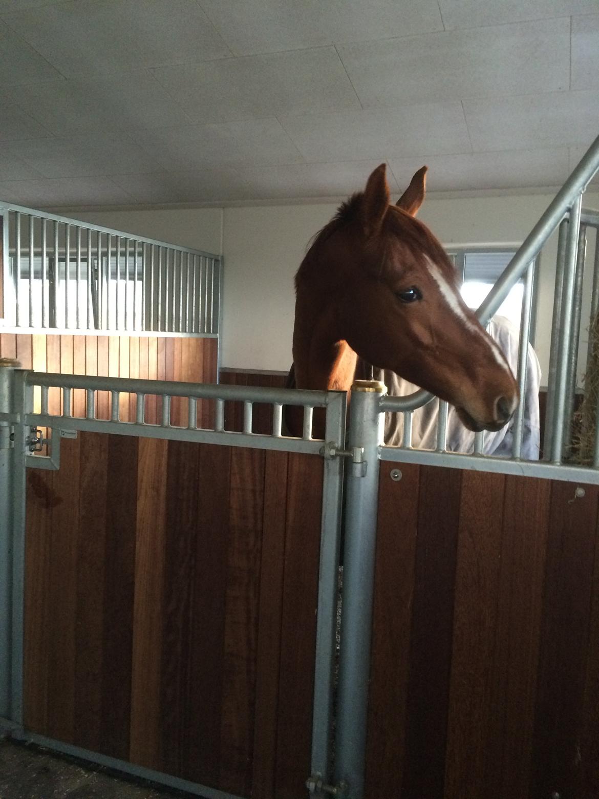 Dansk Varmblod Fiona - Fionas værelse på Stutteri Kristinehøj billede 12