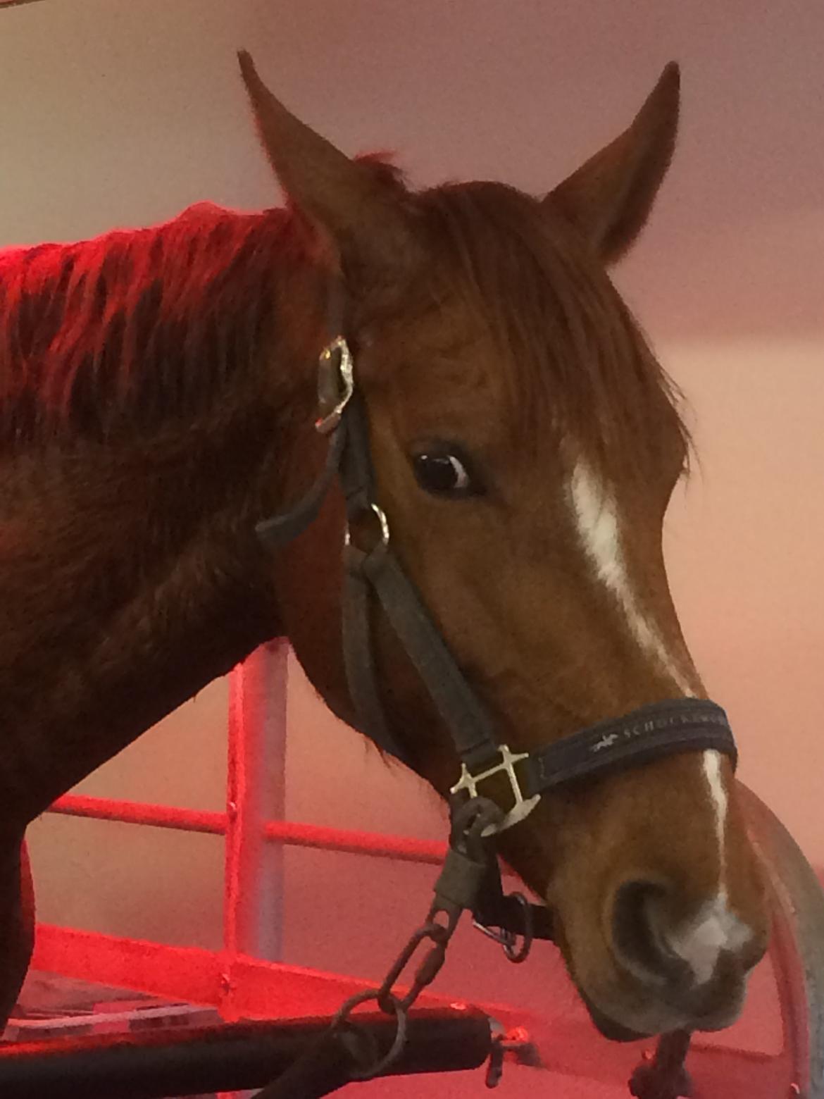 Dansk Varmblod Fiona - På massagebånd med solarie - lækkert ;-) billede 13